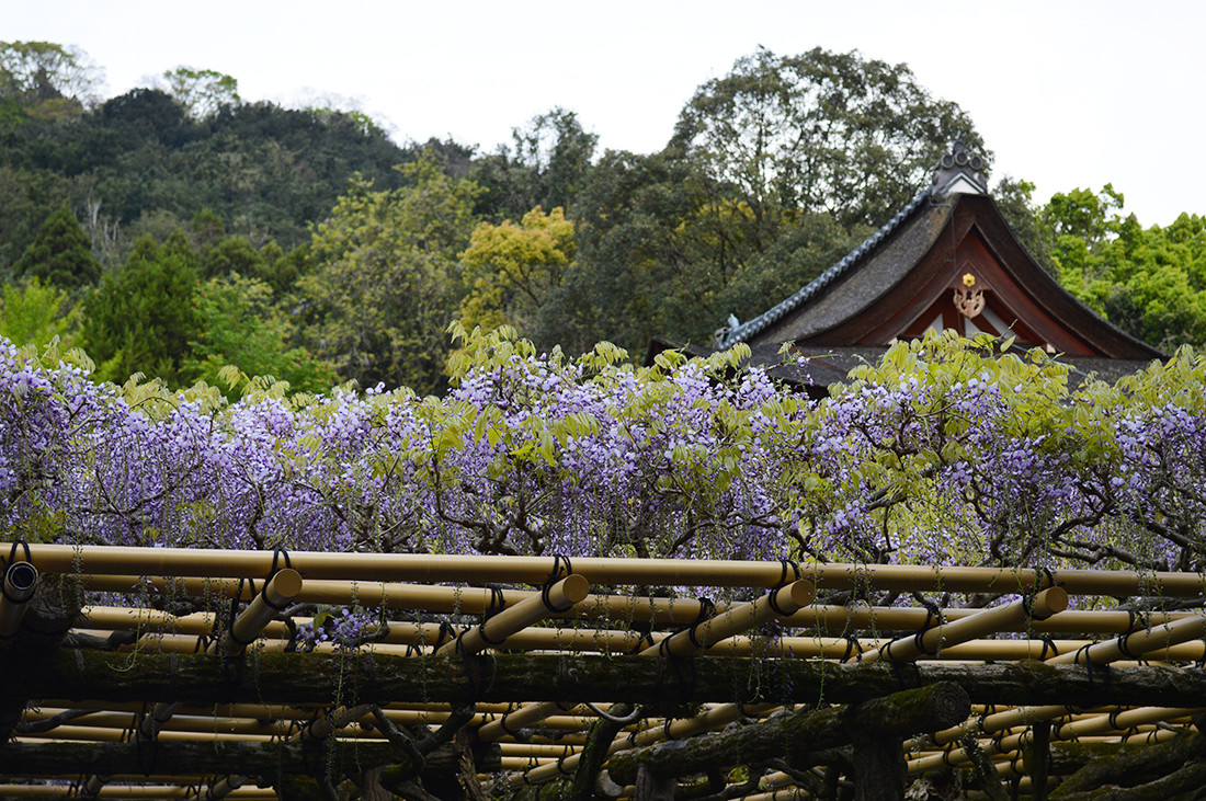奈良県の春日大社で藤を鑑賞 アクセス 写真など ごひいきに